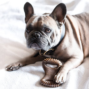 Benebone - Dental Nylon Chew Toy Bacon