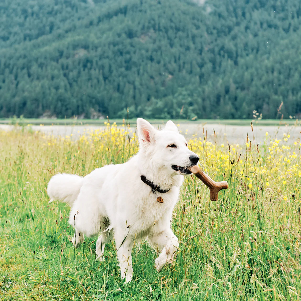 Benebone - Bacon Stick Nylon Chew Toy