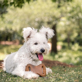 Benebone - Dental Nylon Chew Toy Bacon