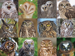 New York Puzzle Co. - Owls and Owlets