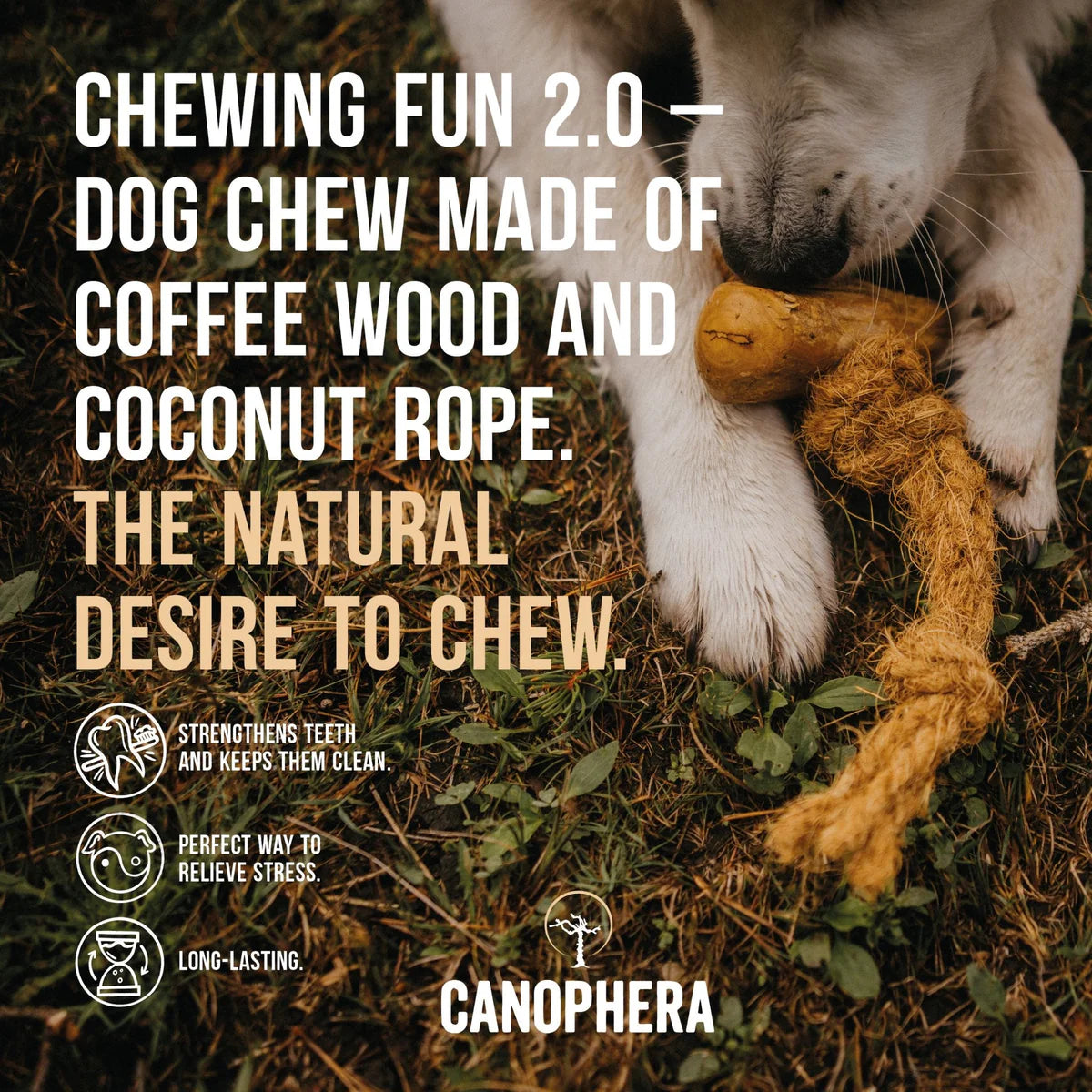 Chew Stick Made Of Coffee Wood & Coconut Rope