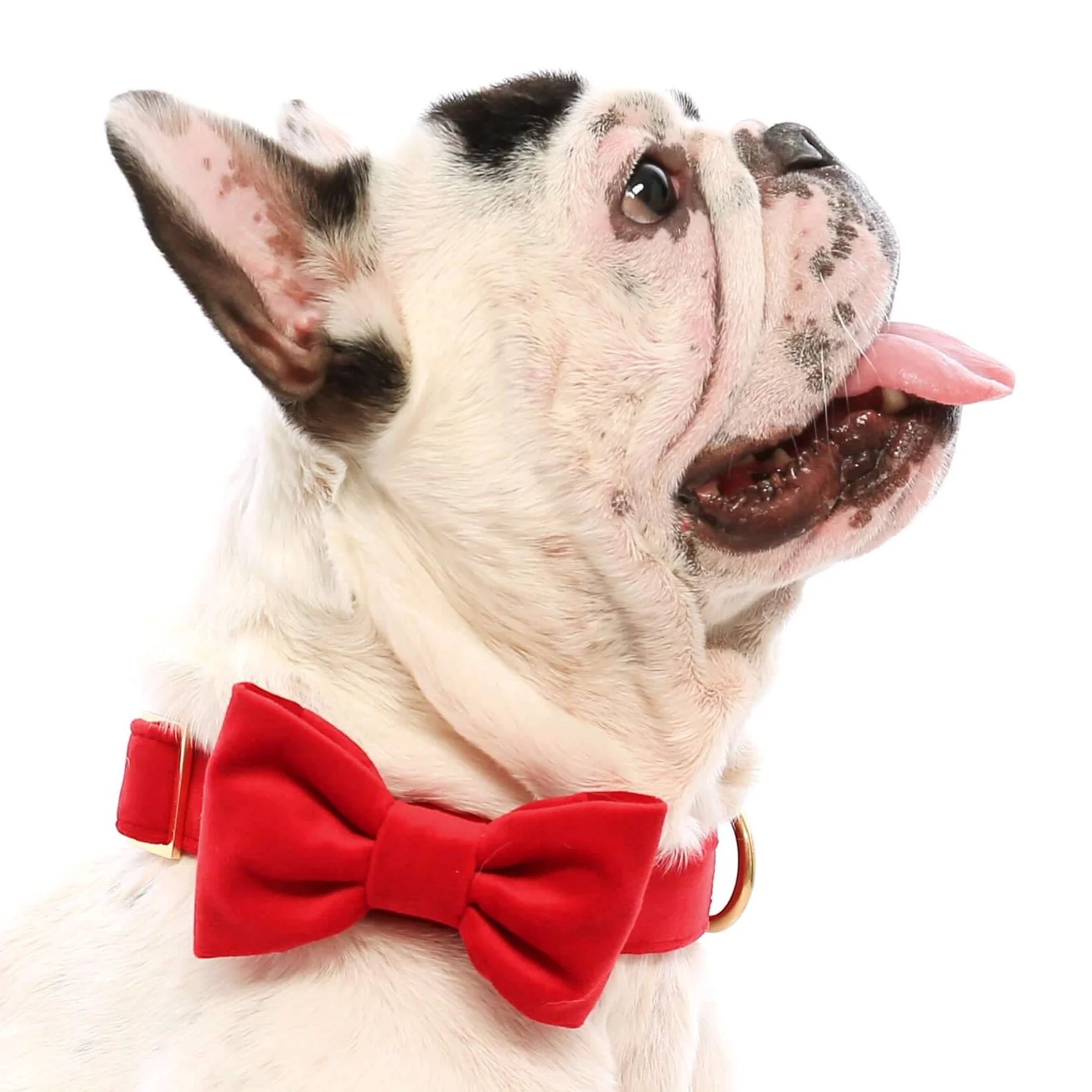 Dog Bow Tie Cranberry Velvet