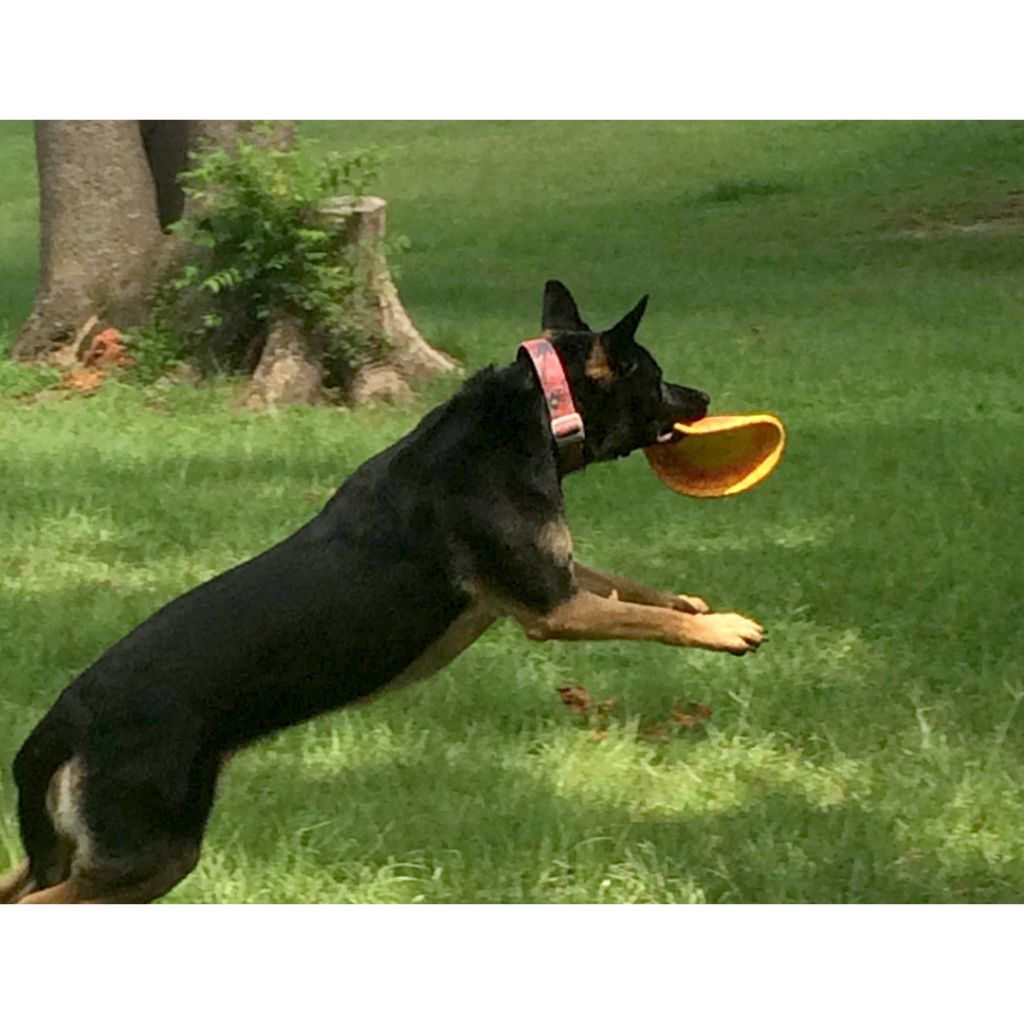 K9 Flyer Dog Toy