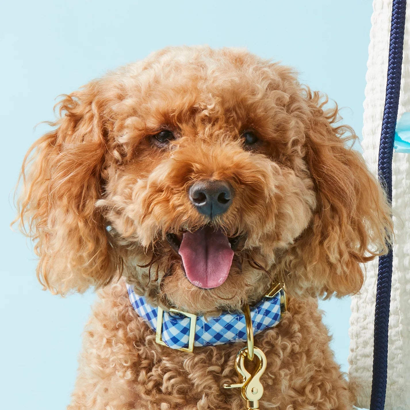 Dog Collar Gingham Summer Blue