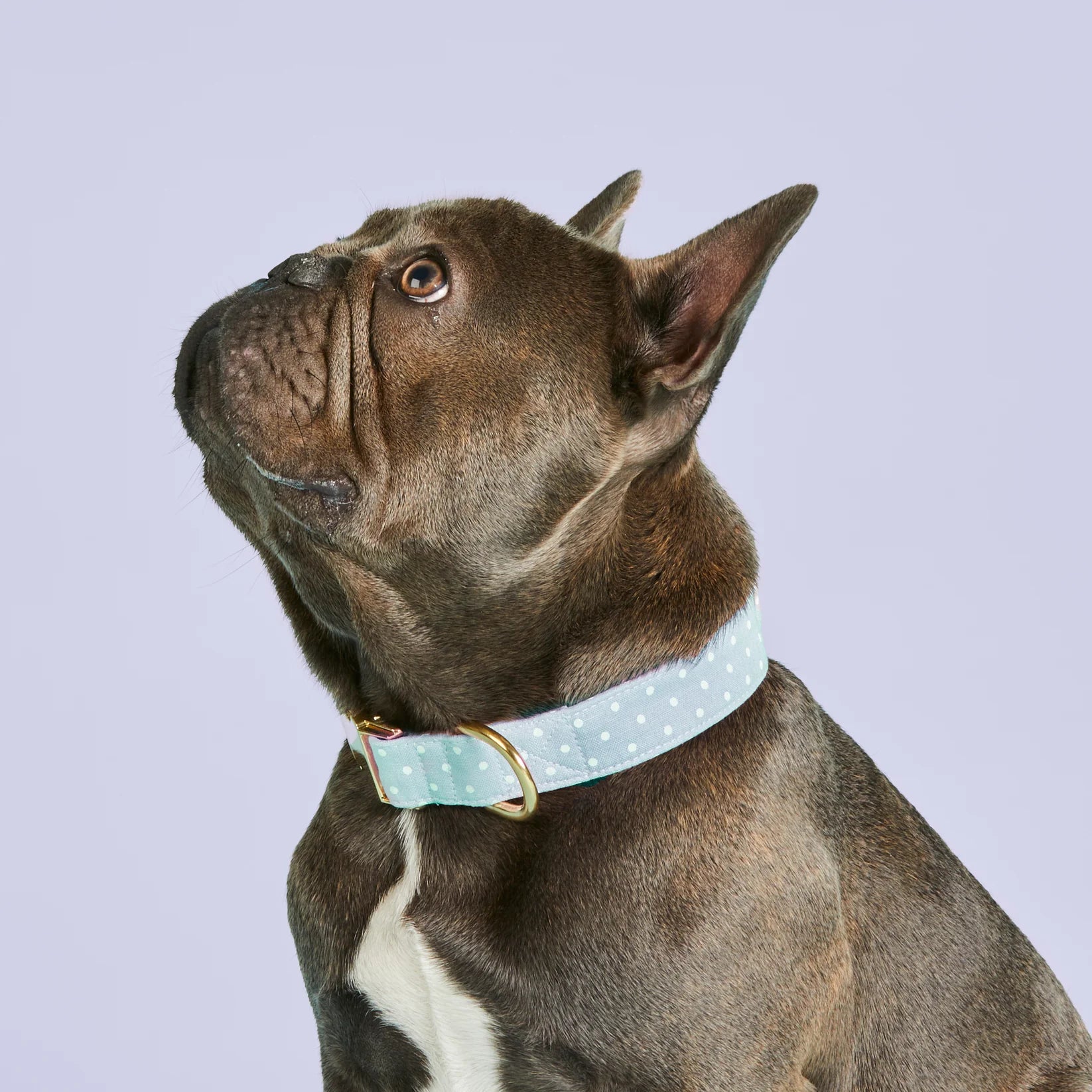 Dog Collar Chambray Dots