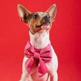 Dog Bow Lady Hot Pink Velvet