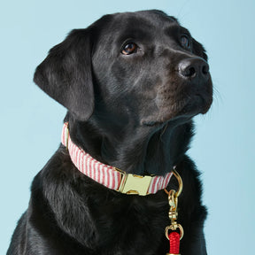 Dog Collar Red Stripe