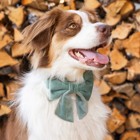 Dog Bow Sage Velvet Fall Lady