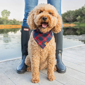 Bandana Dog Holiday Kingston Plaid Flannel