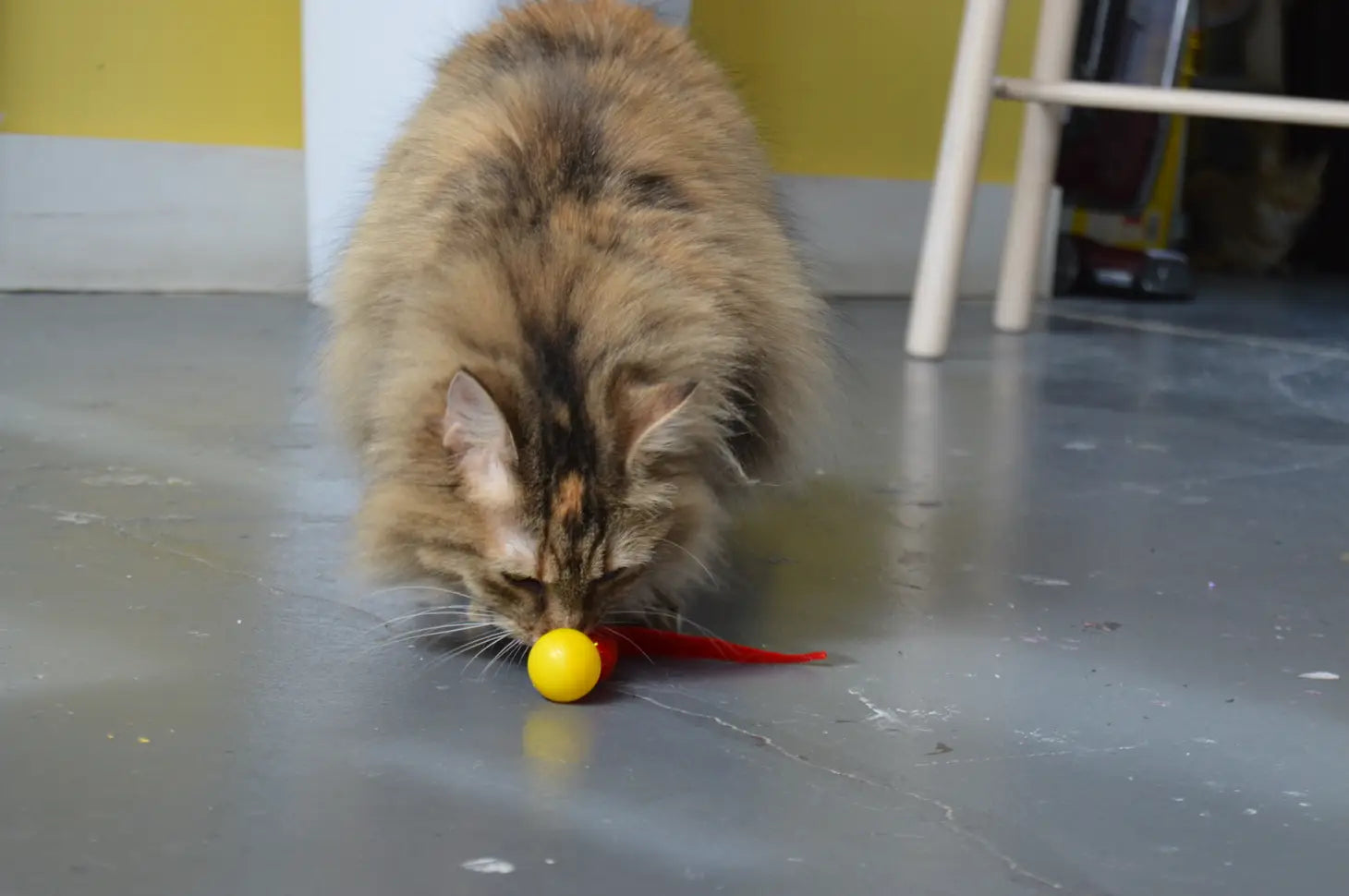 Dezi & Roo - Cat Toy WigglyPing