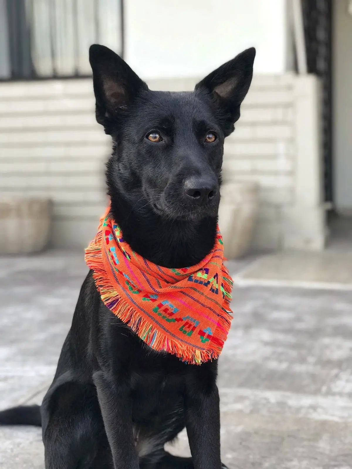 Mom and Pup Co. - Bandana & Scrunchy Matching Orange Aztec