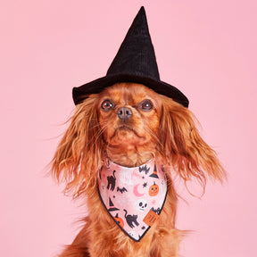 Bandana Dog Bewitched