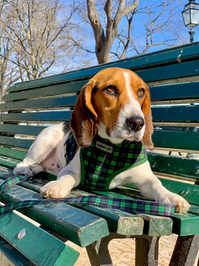 Freedom Harness Scottish (Green/Blue)