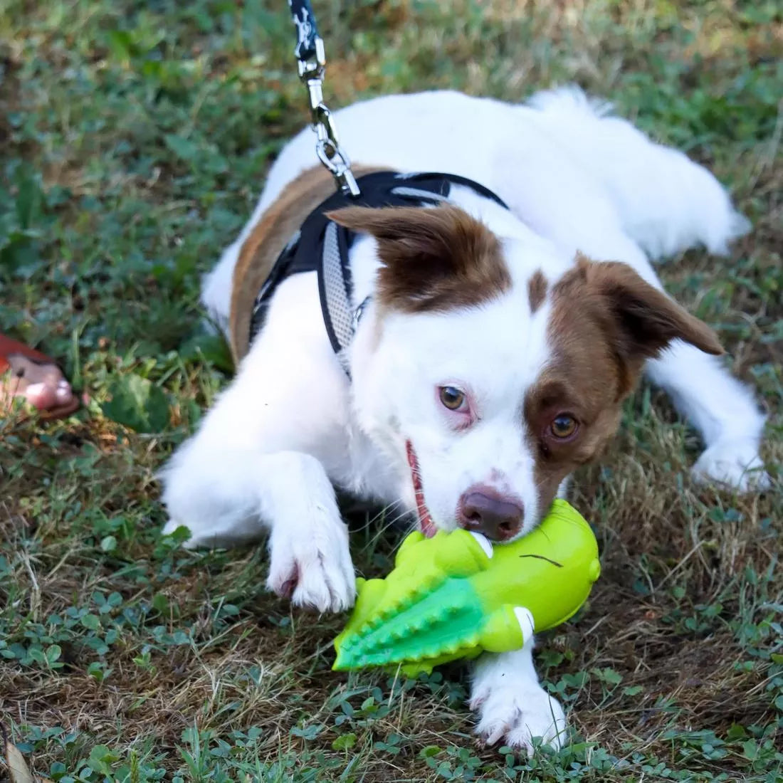 Coastal - Big Head Grunt Toy