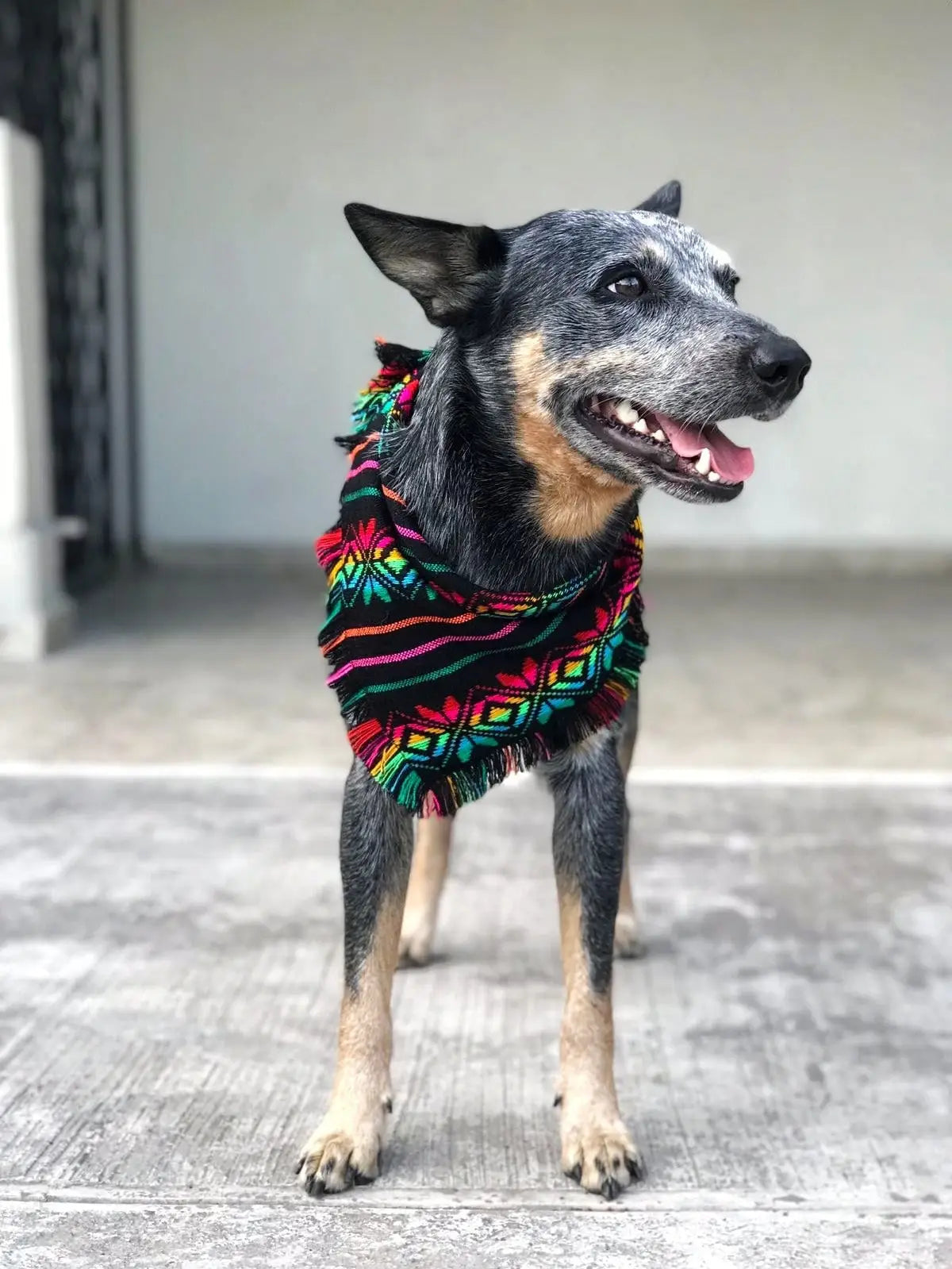 Mom and Pup Co. - Bandana & Scrunchy Matching Spring Black