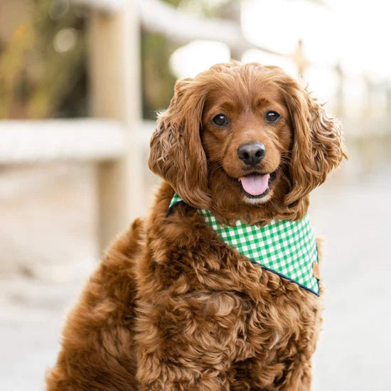 Bandana Dog Grass Gingham