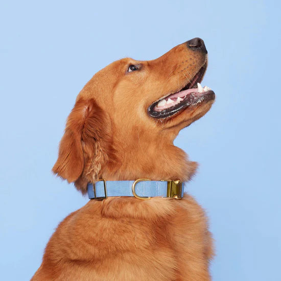 Dog Collar Perwinkle