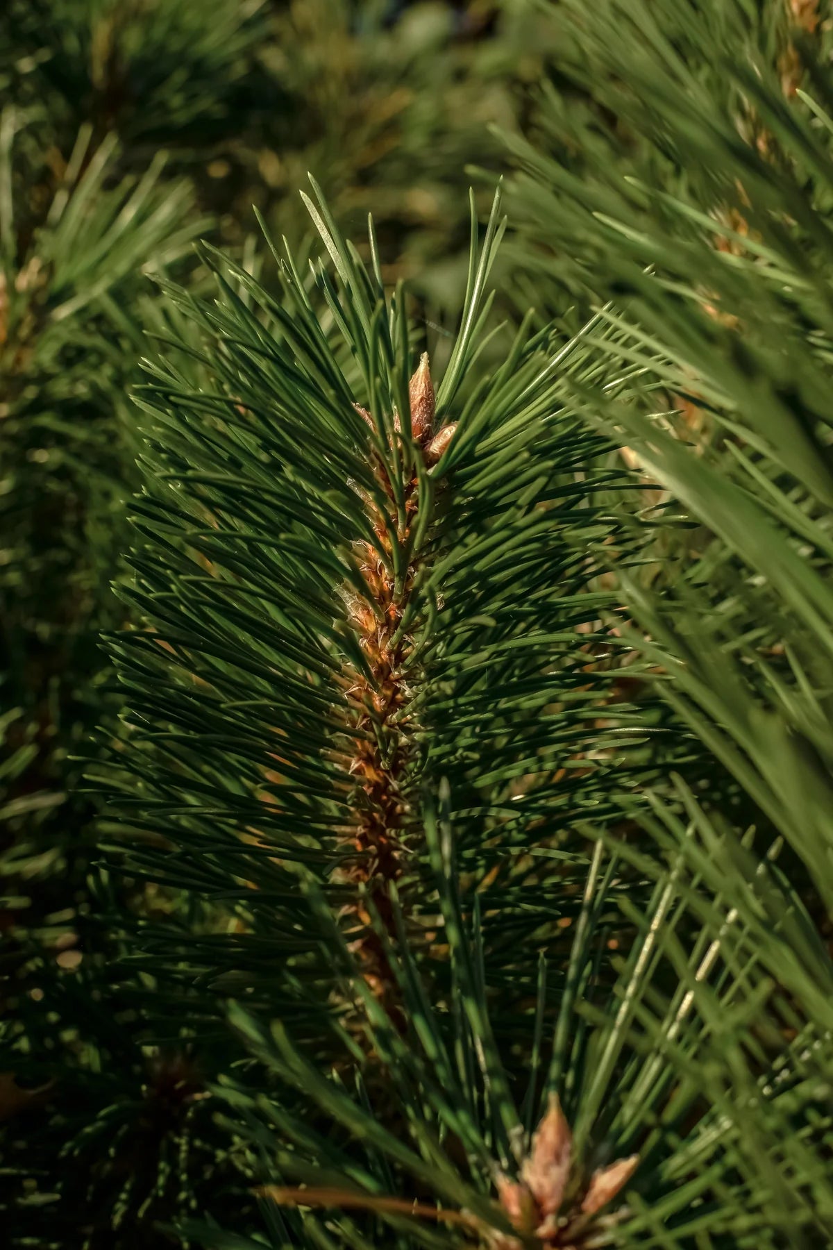 Pura Smart Vial The Smell of Tree