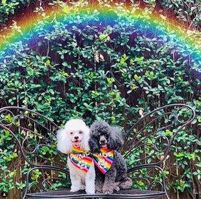 Dog Bandana Pride