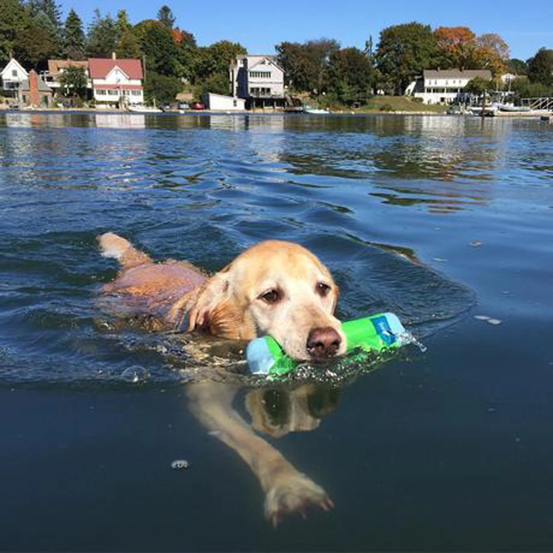 Amphibious Bumper Dog Toy