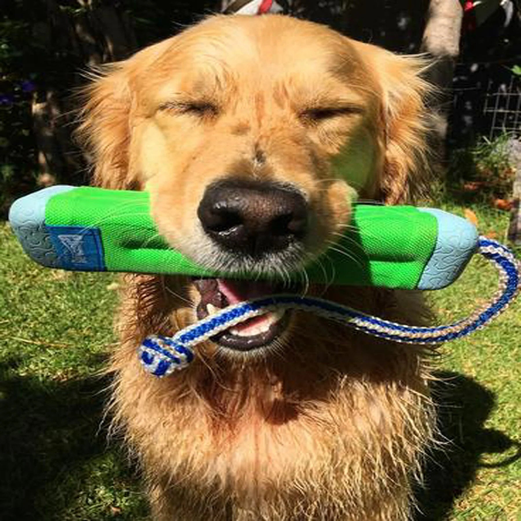 Amphibious Bumper Dog Toy