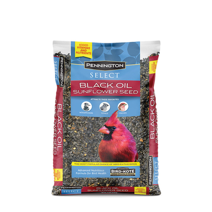 Black Oil Sunflower Seed