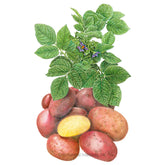 Potato Clancy hybrid Seeds