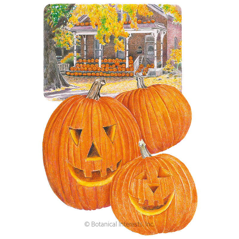 Pumpkin Jack O'Lantern Seeds