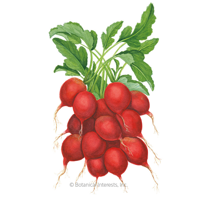 Radish Cherry Belle Seeds