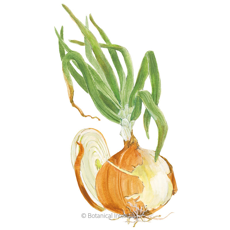 Onion Bulb (yellow) Granex Hybrid Seeds