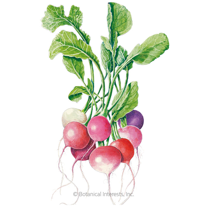 Radish Easter Egg Blend Seeds