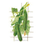 Cucumber English Telegraph Seeds