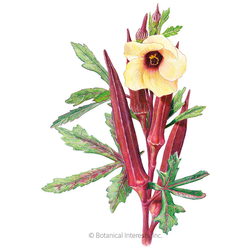 Okra Red Burgundy Seeds