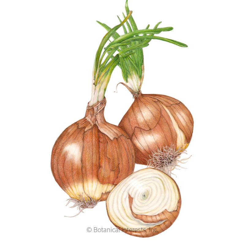 Onion Bulb (yellow) Sweet Spanish UT (LD) Seeds