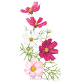 Cosmos Sensation Blend Seeds