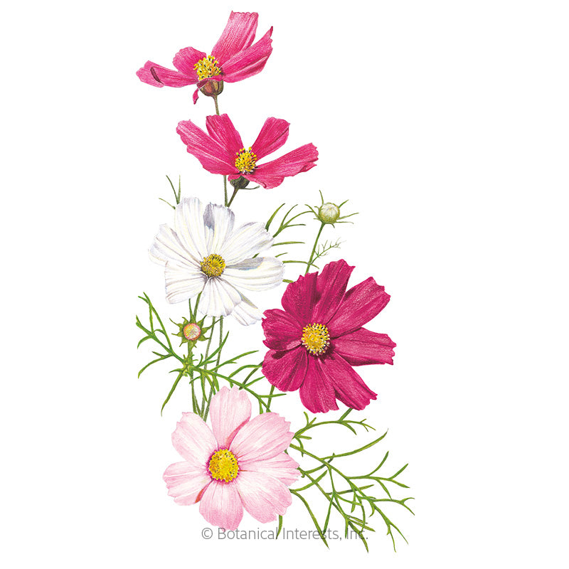 Cosmos Sensation Blend Seeds