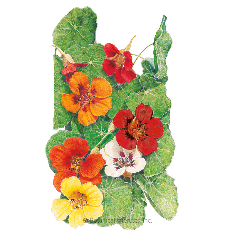 Nasturtium Jewel Blend Seeds