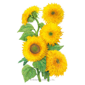 Sunflower Dwarf Teddy Bear Seeds