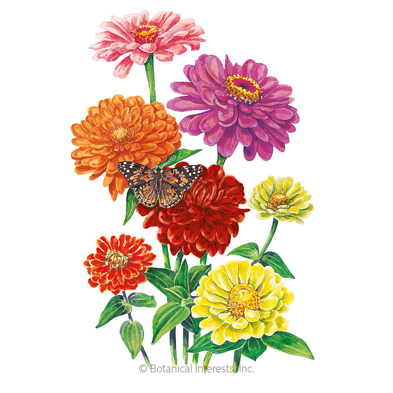 Zinnia Cut & Come Again Seeds