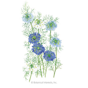 Love-in-a-Mist Jekyll Blend Seeds