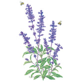 Salvia Blue Victory Seeds