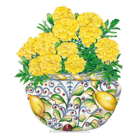 Marigold French Lemon Drop Seeds