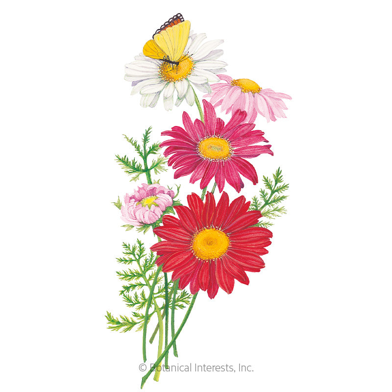 Painted Daisy Robinson's Blend Seeds