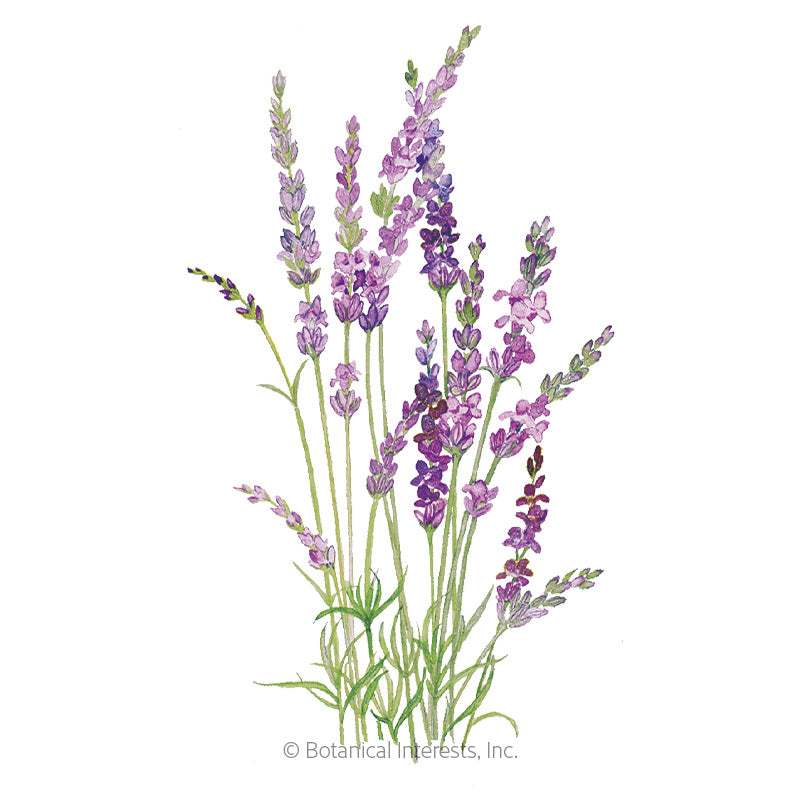 Lavender English Tall/Vera Seeds