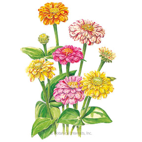 Zinnia Peppermint Stick Seeds