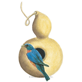 Gourd Hard-Shelled Birdhouse Seeds