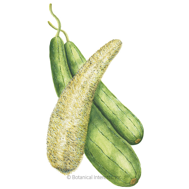 Gourd Luffa Seeds