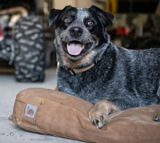 Carhartt Pet Bed with Rain Defender-Southern Agriculture