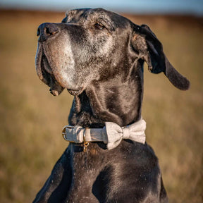 Greyish Beige | Textured Tweed Dog Collar