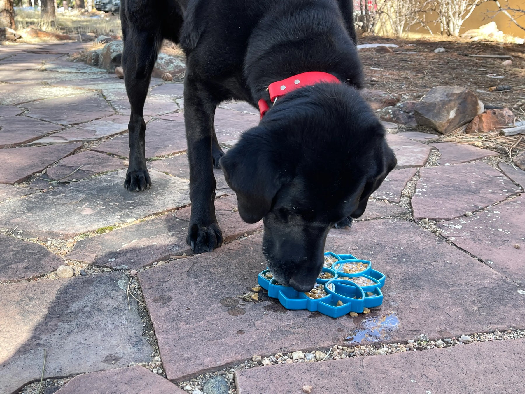 Enrichment Dog Tray Lick Mat - Mandala Design